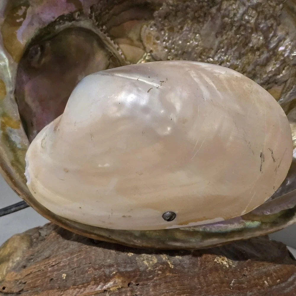 Vintage 60s Abalone Shell Lamp Mother of Pearl Coastal Beach Decor Night Light